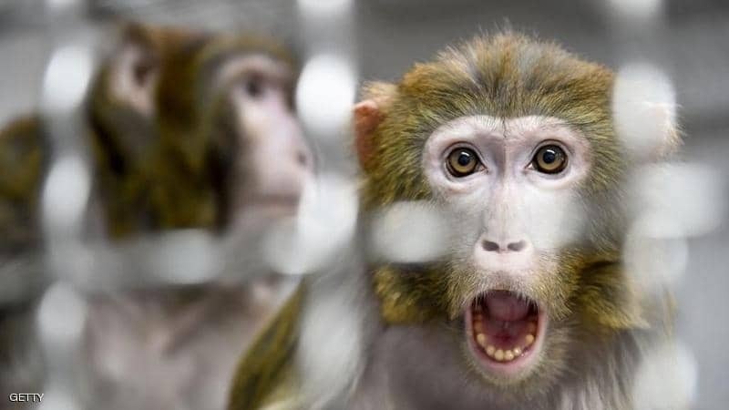 إلى جانب كورونا.. بريطانيا تؤكد ظهور حالات مصابة بجدري القردة