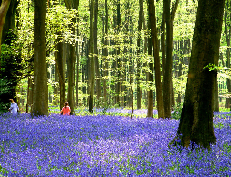 صورة لـ Micheldever Forest, Hampshire